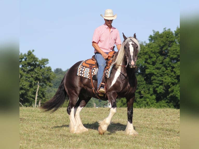 Draft Horse Valack 13 år 152 cm Tobiano-skäck-alla-färger in Mount vernon Ky