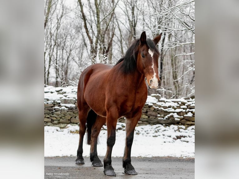 Draft Horse Valack 13 år 155 cm Brun in Everette PA