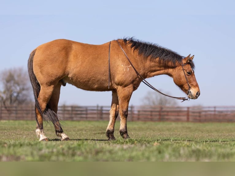 Draft Horse Valack 13 år 160 cm Gulbrun in Weatherford TX