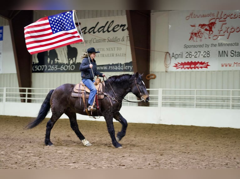 Draft Horse Blandning Valack 13 år 163 cm Brun in Kaufman, TX