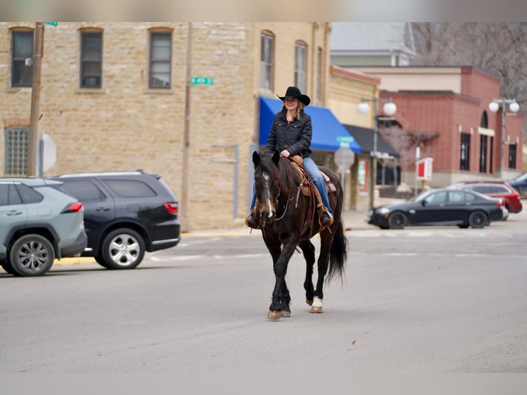 Draft Horse Blandning Valack 13 år 163 cm Brun in Kaufman, TX