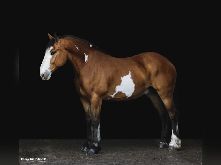 Draft Horse Valack 13 år 165 cm Overo-skäck-alla-färger in Everett Pa