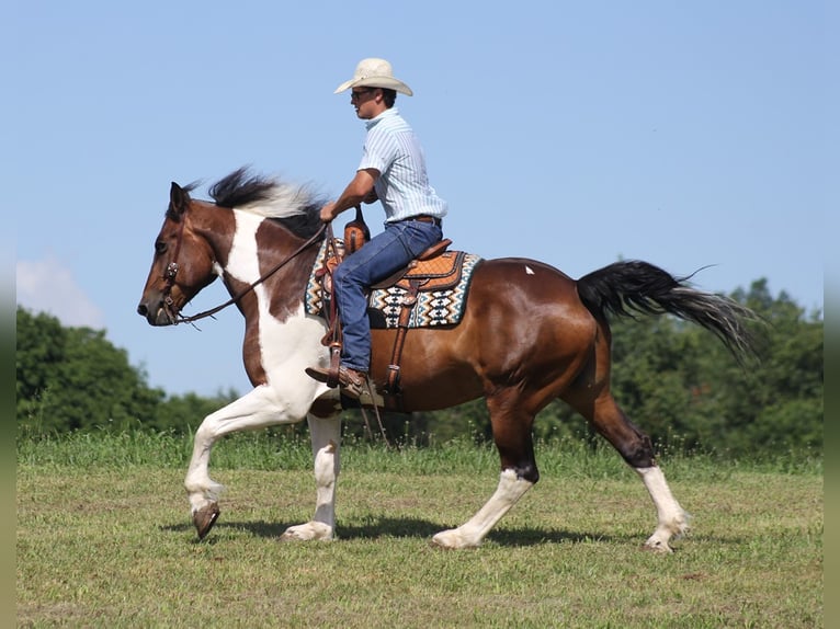 Draft Horse Valack 13 år 165 cm Tobiano-skäck-alla-färger in Mount Vernon KY