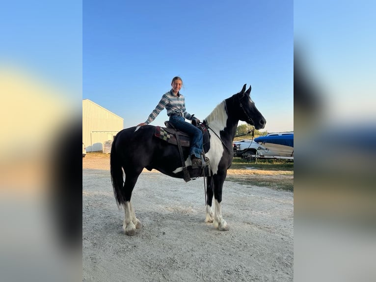 Draft Horse Valack 13 år 168 cm Tobiano-skäck-alla-färger in Lisbon IA