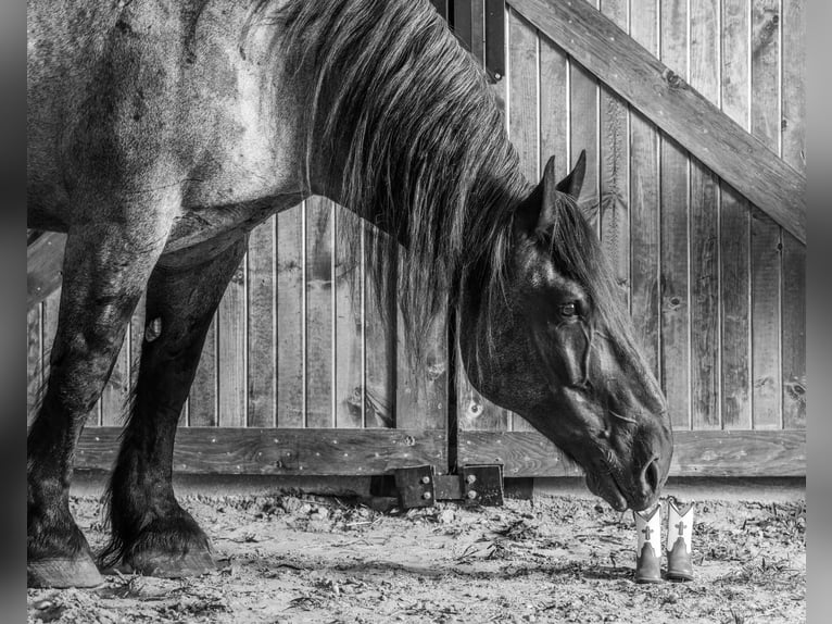 Draft Horse Valack 13 år 173 cm Konstantskimmel in Thedford, NE