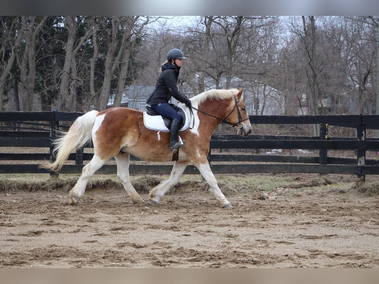 Draft Horse Valack 14 år 147 cm Tobiano-skäck-alla-färger in HIghland MI