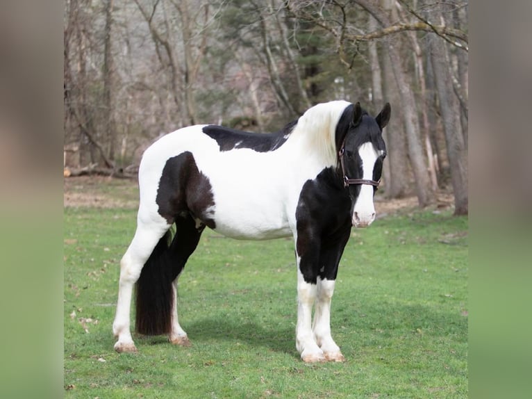 Draft Horse Valack 14 år 152 cm Tobiano-skäck-alla-färger in Everett PA