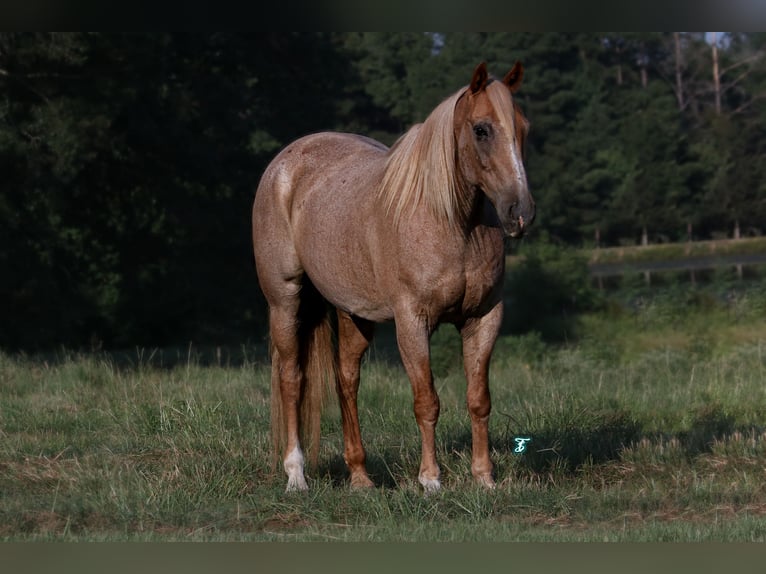 Draft Horse Blandning Valack 14 år 157 cm Rödskimmel in Carthage, TX