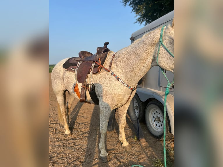 Draft Horse Blandning Valack 14 år 163 cm Grå-flugskimmel in Windsor