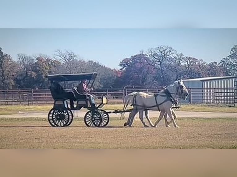 Draft Horse Blandning Valack 14 år 163 cm Palomino in Rochester