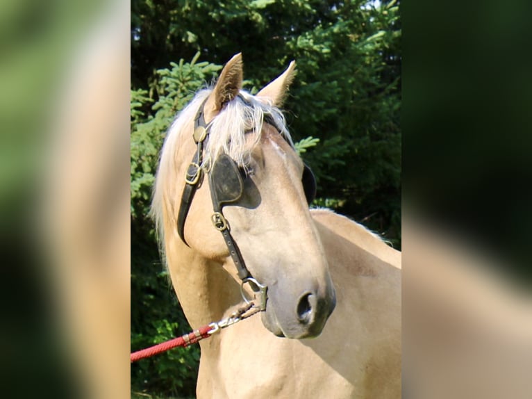 Draft Horse Blandning Valack 14 år 163 cm Palomino in Rochester