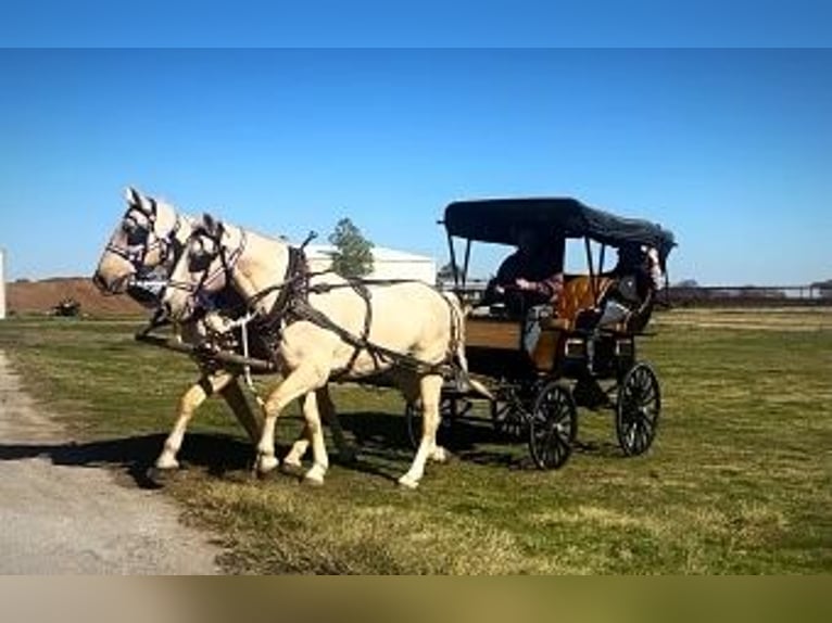 Draft Horse Blandning Valack 14 år 163 cm Palomino in Rochester