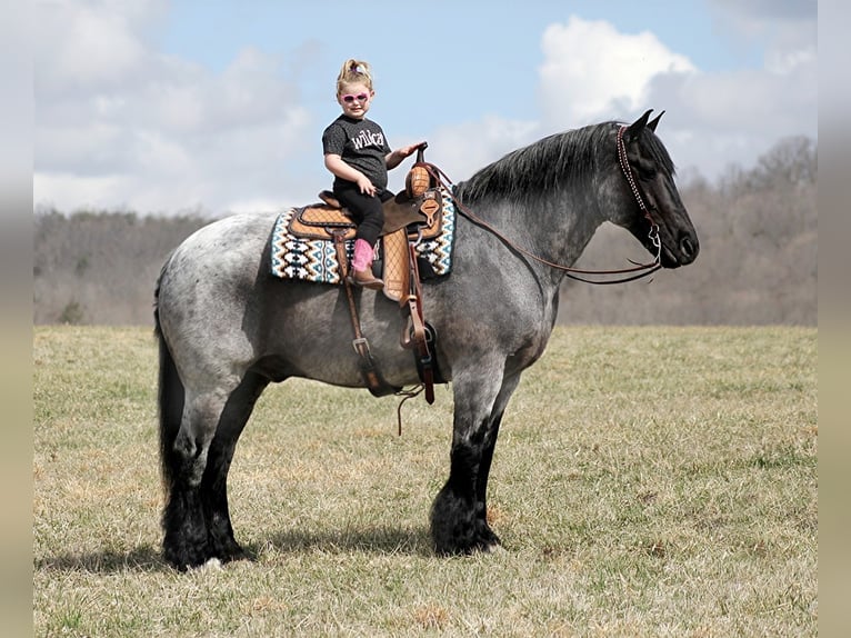 Draft Horse Valack 14 år 165 cm Konstantskimmel in Brodhead ky
