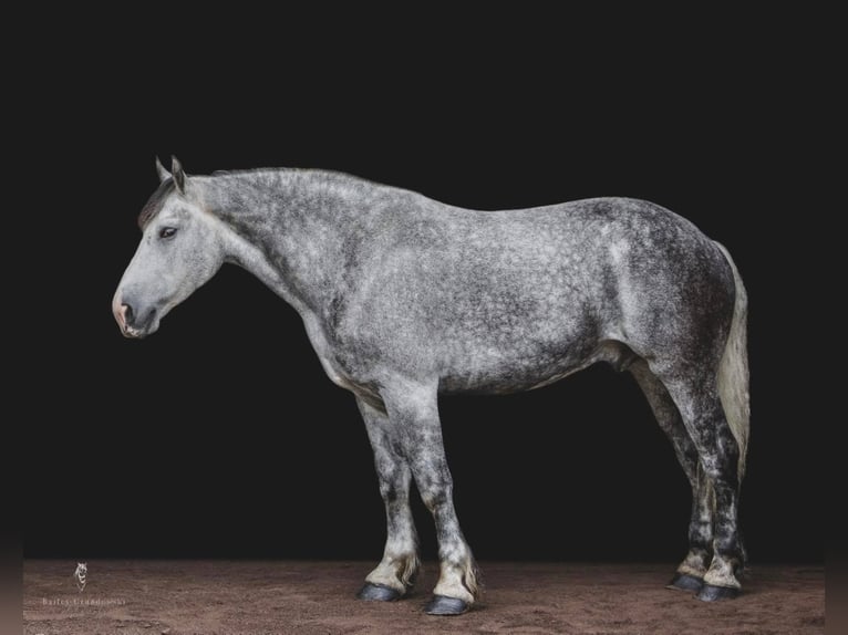 Draft Horse Valack 14 år 175 cm Gråskimmel in Everett Pa