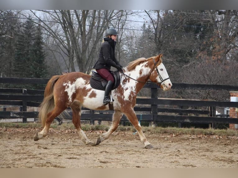 Draft Horse Valack 14 år Overo-skäck-alla-färger in Highland MI