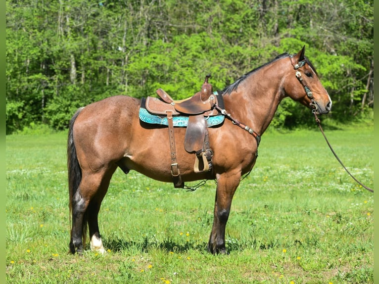 Draft Horse Valack 15 år 155 cm Brunskimmel in Hillsboro Ky