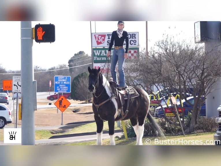 Draft Horse Valack 17 år Tobiano-skäck-alla-färger in Weatherford TX