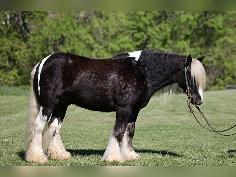 Draft Horse Valack 3 år 147 cm in Mount Vernon KY