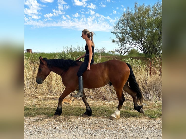 Draft Horse Valack 3 år 150 cm Brun in Byers TX