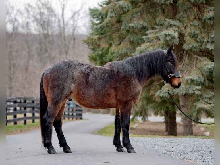 Draft Horse Blandning Valack 3 år 150 cm Brunskimmel in New Holland