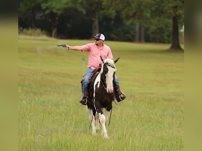 Draft Horse Valack 3 år 163 cm Tobiano-skäck-alla-färger in Auburn, KY