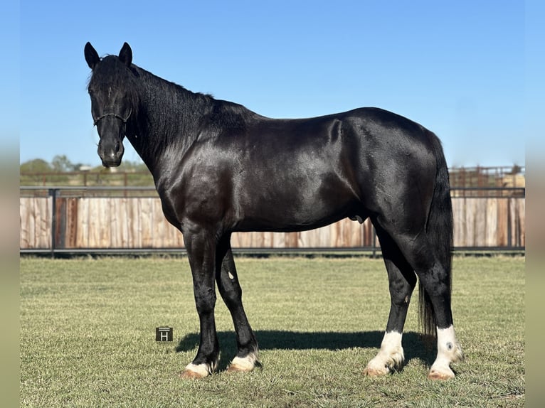 Draft Horse Blandning Valack 3 år 165 cm Svart in Jacksboro