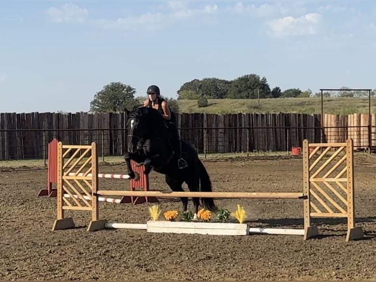 Draft Horse Blandning Valack 3 år 165 cm Svart in Jacksboro