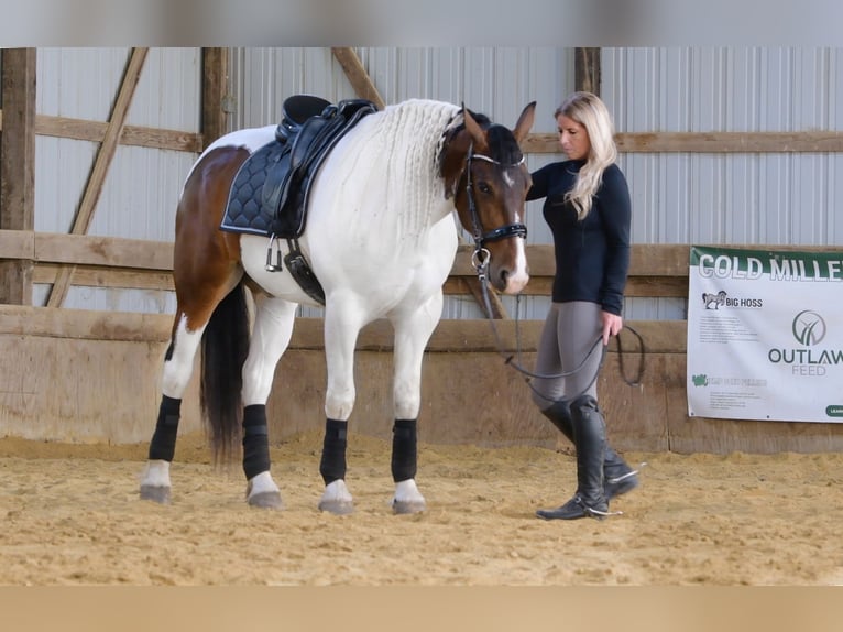 Draft Horse Valack 3 år 165 cm Tobiano-skäck-alla-färger in Independence IA