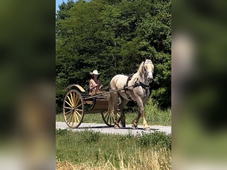 Draft Horse Valack 3 år 170 cm Rödskimmel in Auburn, KY