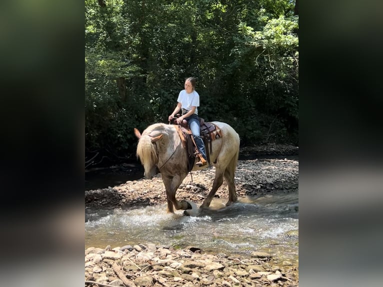 Draft Horse Valack 3 år 170 cm Rödskimmel in Auburn, KY