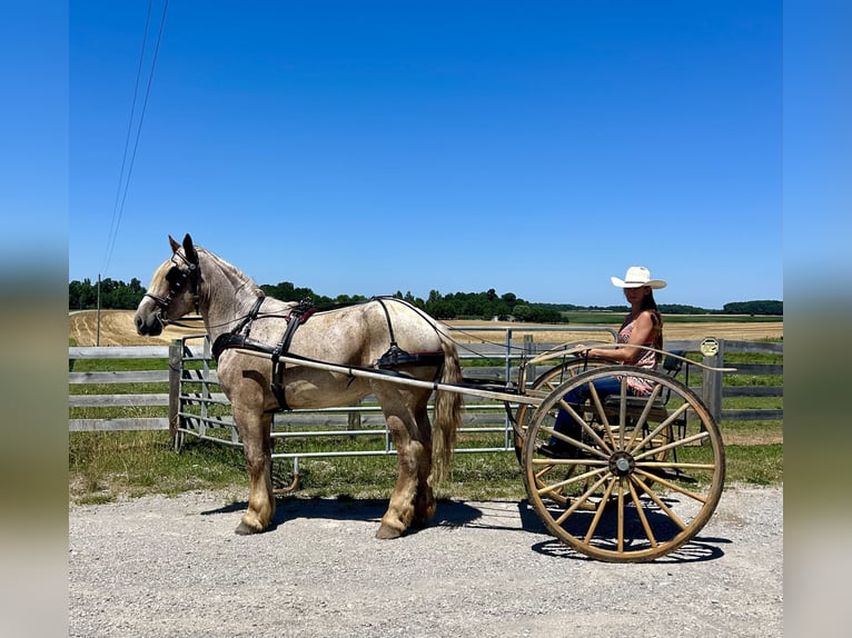 Draft Horse Valack 3 år 170 cm Rödskimmel in Auburn, KY