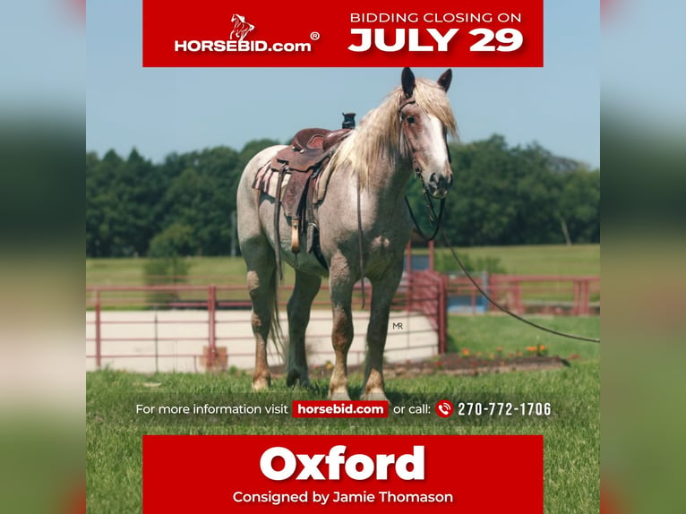 Draft Horse Valack 3 år 170 cm Rödskimmel in Auburn, KY