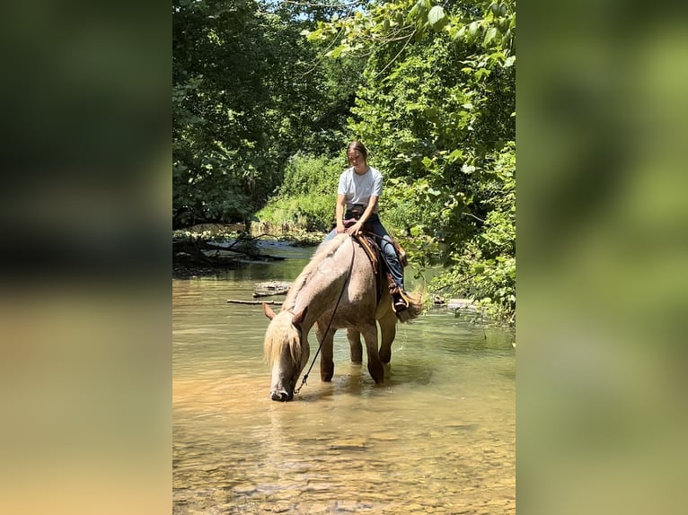 Draft Horse Valack 3 år 170 cm Rödskimmel in Auburn, KY