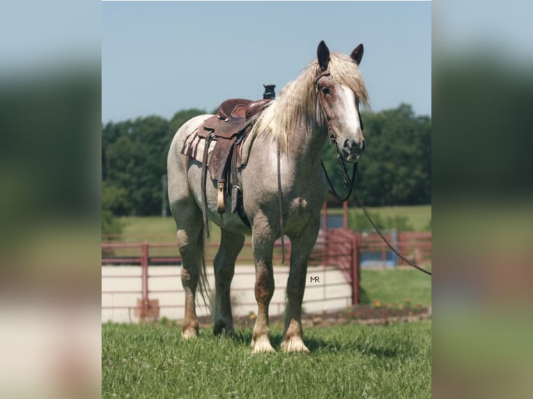 Draft Horse Valack 3 år 170 cm Rödskimmel in Auburn, KY