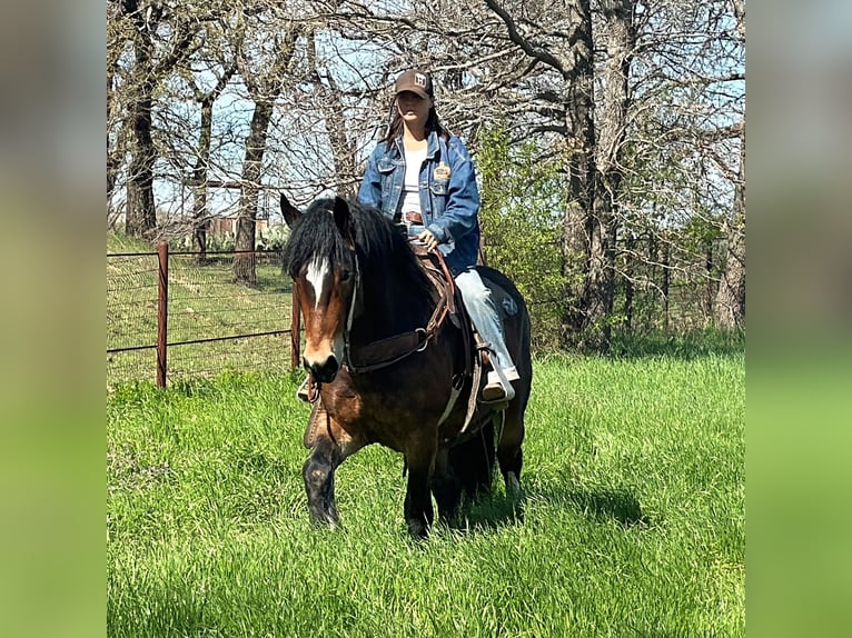 Draft Horse Valack 3 år Brun in Jacksboro TX