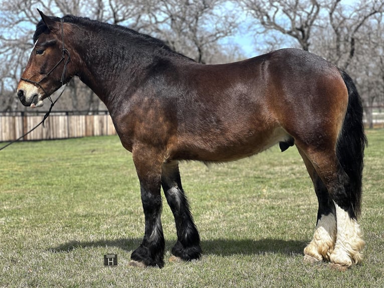 Draft Horse Valack 3 år Brun in Jacksboro TX
