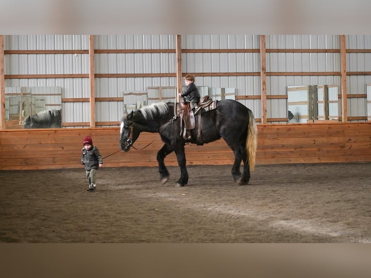 Draft Horse Blandning Valack 3 år Grå in Rebersburg, PA