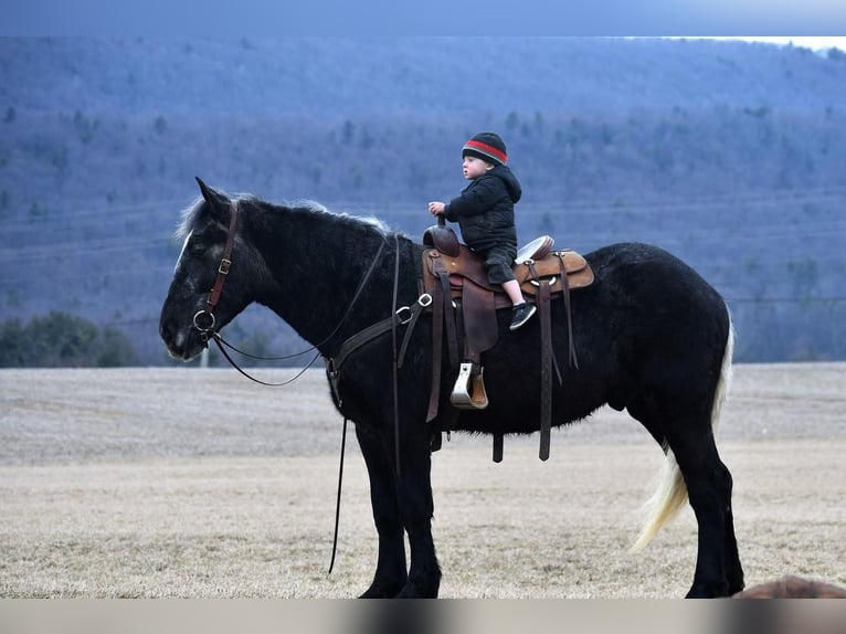 Draft Horse Blandning Valack 3 år Grå in Rebersburg, PA