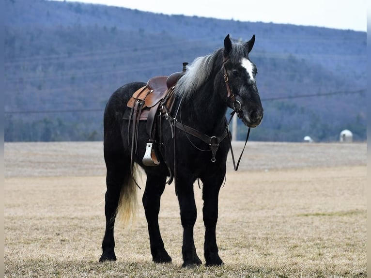 Draft Horse Blandning Valack 3 år Grå in Rebersburg, PA