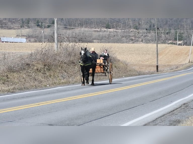 Draft Horse Blandning Valack 3 år Grå in Rebersburg, PA