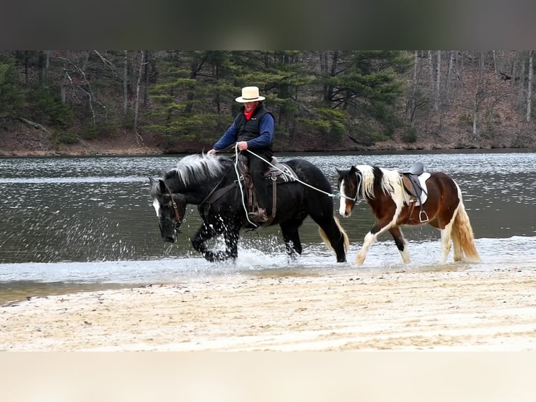 Draft Horse Blandning Valack 3 år Grå in Rebersburg, PA
