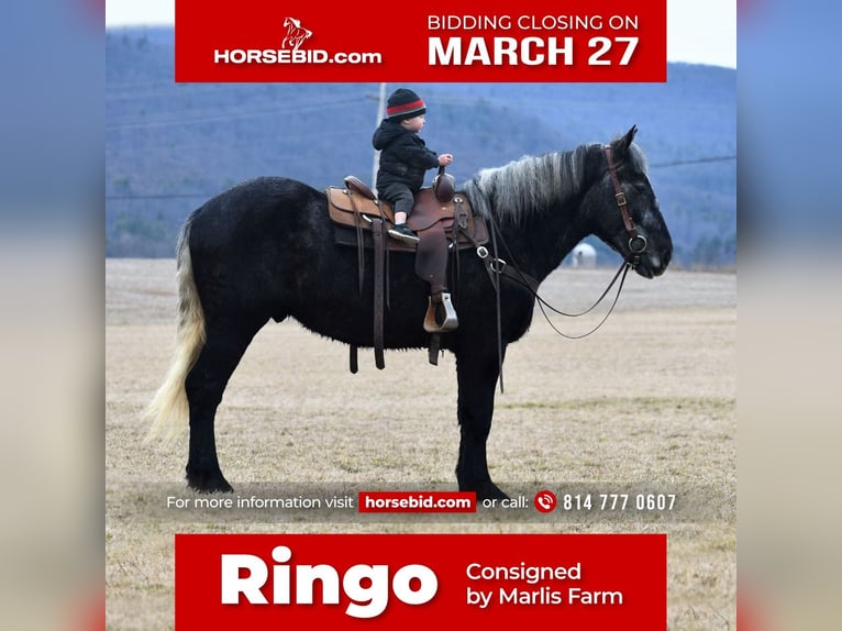 Draft Horse Blandning Valack 3 år Grå in Rebersburg, PA