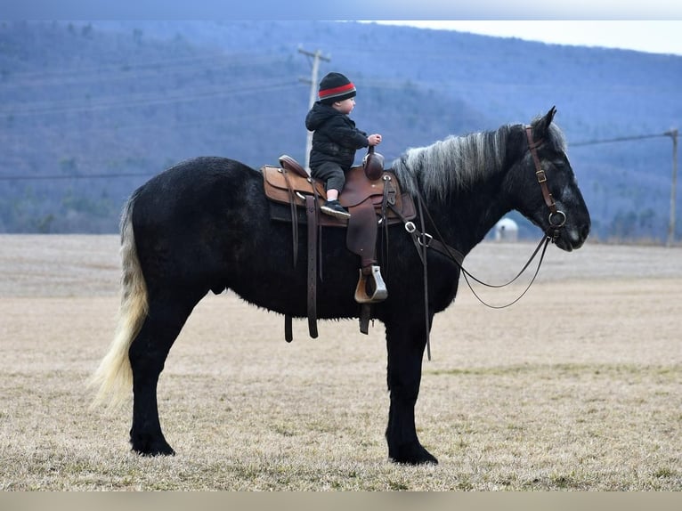 Draft Horse Blandning Valack 3 år Grå in Rebersburg, PA