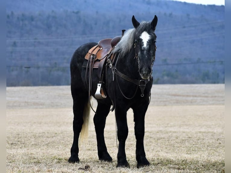 Draft Horse Blandning Valack 3 år Grå in Rebersburg, PA