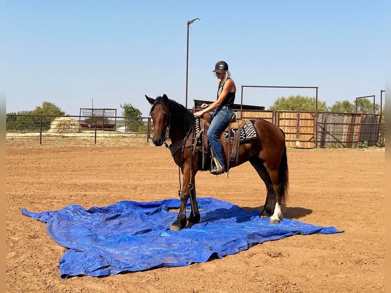 Draft Horse Valack 4 år 150 cm Brun in Byers TX