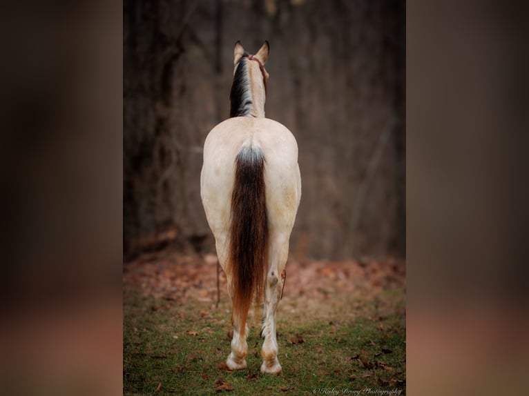 Draft Horse Blandning Valack 4 år 152 cm Gulbrun in Auburn