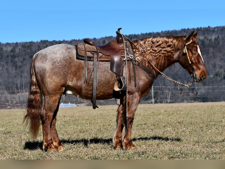 Draft Horse Blandning Valack 4 år 155 cm Rödskimmel in Rebersburg, PA