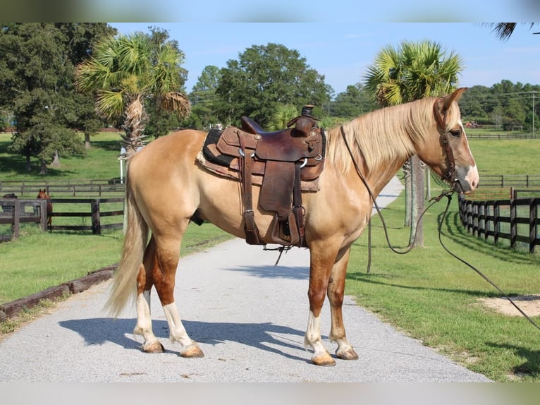 Draft Horse Blandning Valack 4 år 160 cm Fux med ål in Hartsville, SC