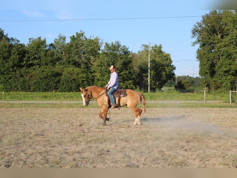 Draft Horse Blandning Valack 4 år 160 cm Fux med ål in Hartsville, SC