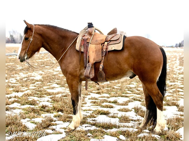 Draft Horse Blandning Valack 4 år 163 cm Brun in Rigby